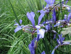 Касатик ненастоящий 004